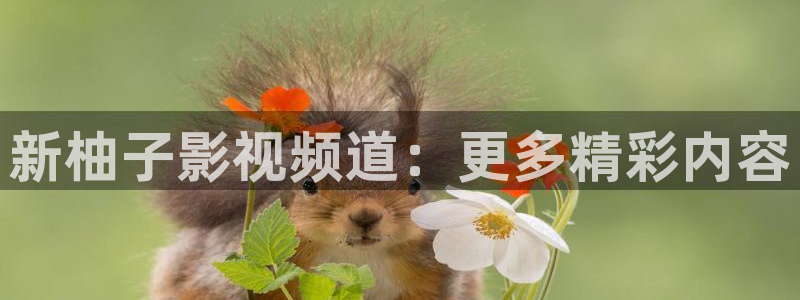 金桔电影
